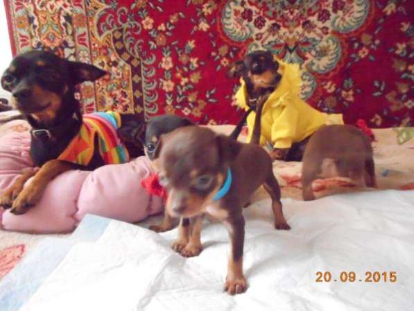 Чистокровные щенки русского Той-Терьера в Тольятти фото 3
