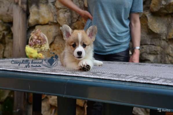 Вельш Корги Пемброк в Воронеже фото 7