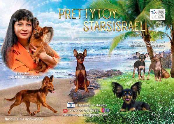 Русский той терьер щенки в фото 10