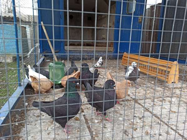 Голуби Кинги в фото 8