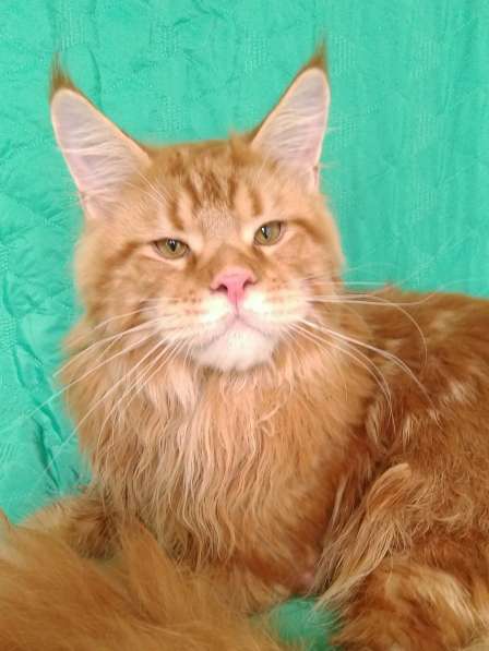 Котёнок шоу/брид класса, Чемпион WCF в Екатеринбурге фото 14