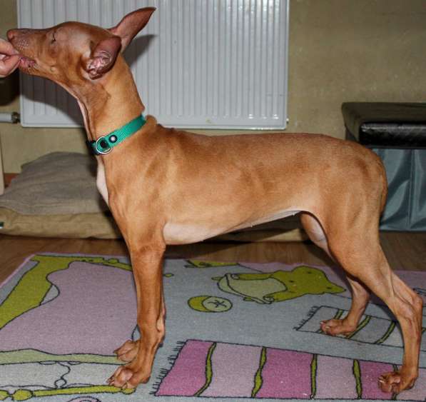 Щенки Фараоновой собаки в Санкт-Петербурге фото 15