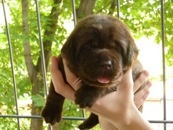 Сладкий шоколад в Саратове фото 8