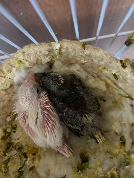 Канарейки в Тюмени фото 4