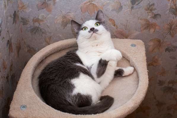 Гладкошерстная кошечка Васёна в дар в Москве фото 5