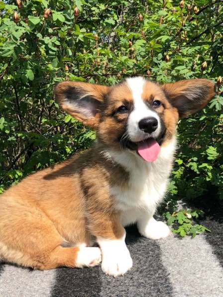 Щенки вельш корги кардиган в Санкт-Петербурге фото 7