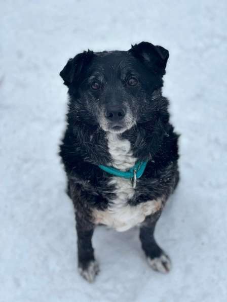 Пушистый Дедуля мечтает стать домашним в Москве