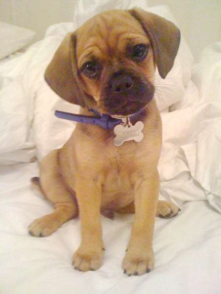 Уникальные щенки Пагальера