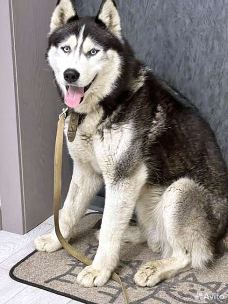 Красавец Алмаз, молодой пес породы хаски в добрые руки в Москве фото 6
