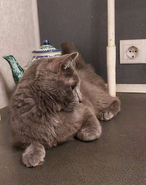 Дымка, русская голубая в добрые руки в Москве фото 5