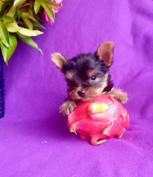 Йорк миниатюрный мальчик