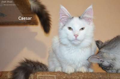 Котята породы Мейн-кун. в Армавире фото 5