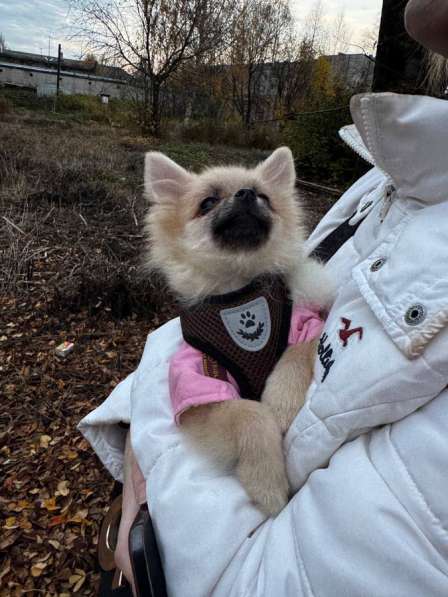 Шпиц в Сыктывкаре фото 5