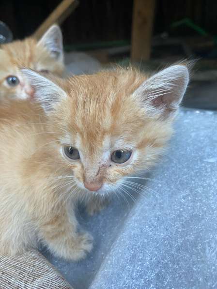 Котята в Калининграде фото 3