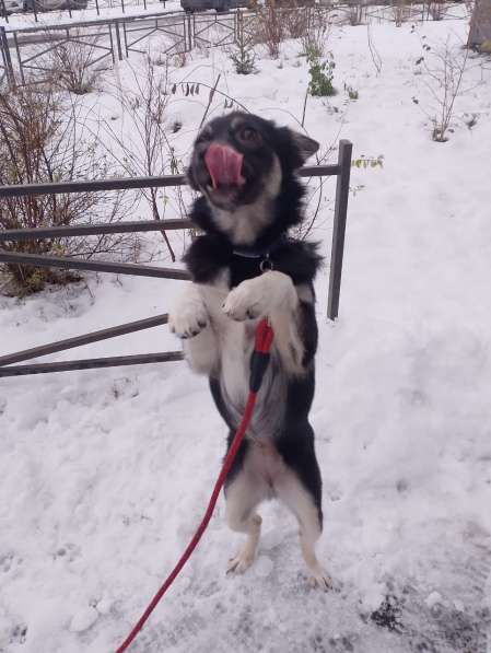 Ищет дом крошка-собачка весом 6 кг в Санкт-Петербурге фото 9