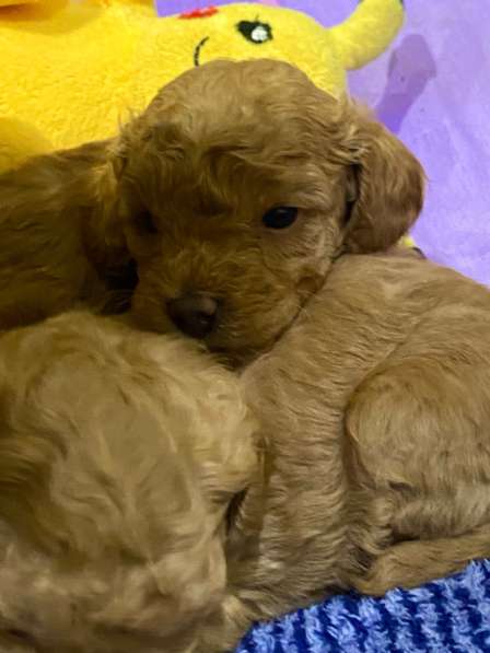 Щенки Той-Пуделя 05.11.25г в Ставрополе