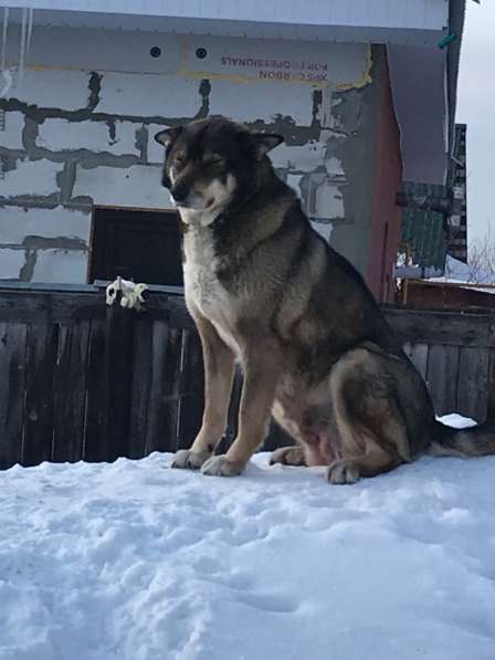 Отдам собаку девочку Ричи в добрые руки вместе с буткой в Новосибирске фото 3