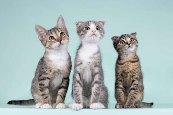 Вислоухие котята в добрые руки в Москве фото 5