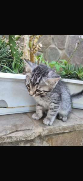 Котята в Ставрополе