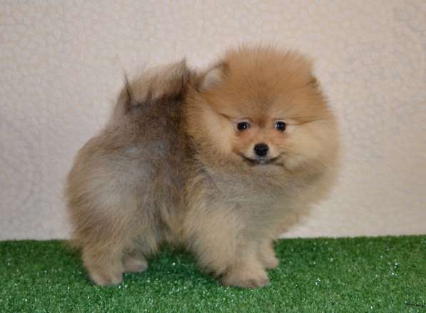Pomeranian Pomeranian в 