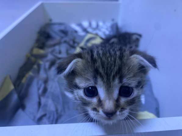 Шотландские котята в Видном