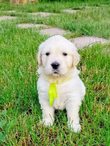 Щенки золотистого (голден)ретривера в Москве фото 3