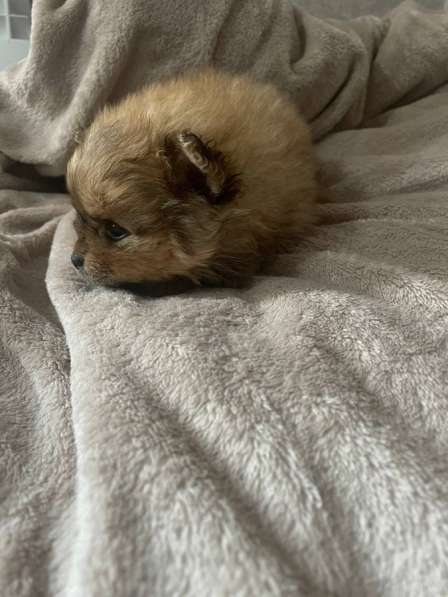 Шпиц в Красноярске фото 3