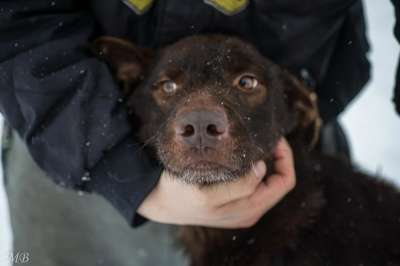 Отдам даром Сникерс-шоколадный пес в Челябинске фото 4