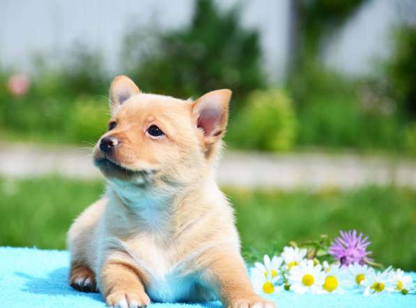 Щенки португальской поденгу