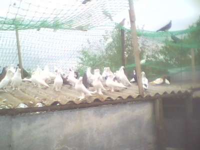 Продам голубей разных пород в Крымске фото 3