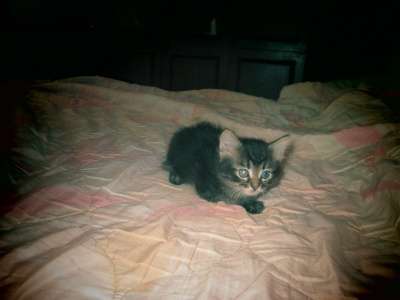 котята в добрые руки в Москве