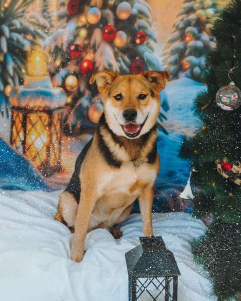 Толстушка ждёт родителей! в Москве фото 6