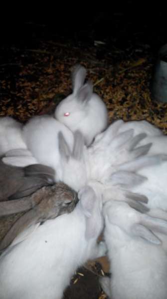 кролики колифорнийцы в Омске