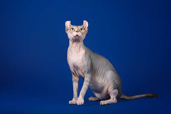 Роскошные из питомника котята Эльф, Бамбино, сфинкс в Ижевске фото 16