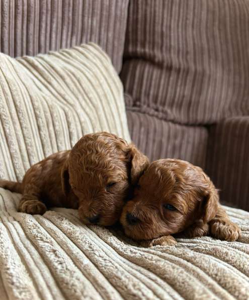 Щенки той-пуделя в Москве фото 4