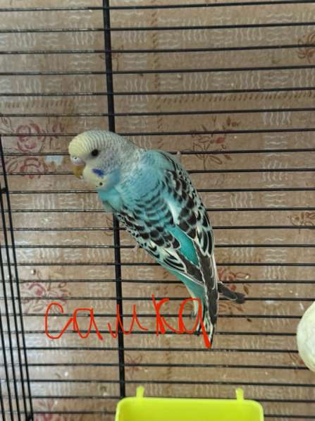 Волнистые попугаи в Калининграде фото 13