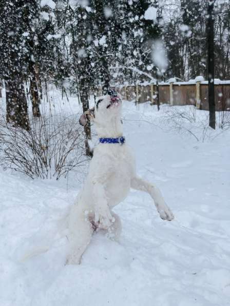 Белый щенок Серкан в добрые руки в Москве фото 7