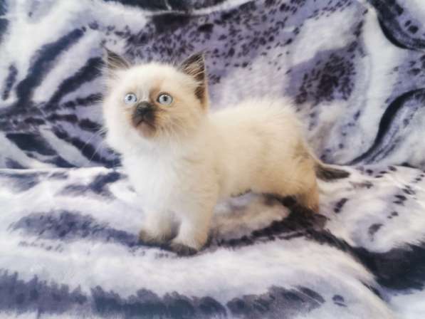 Котята рэгдолл в Санкт-Петербурге фото 7