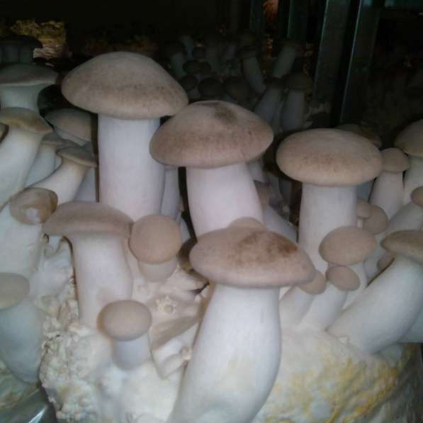 Мицелий грибов, субстраты (грибные блоки), культуры грибов в Воронеже
