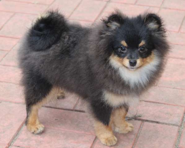 Щенки шпица в Раменское фото 12