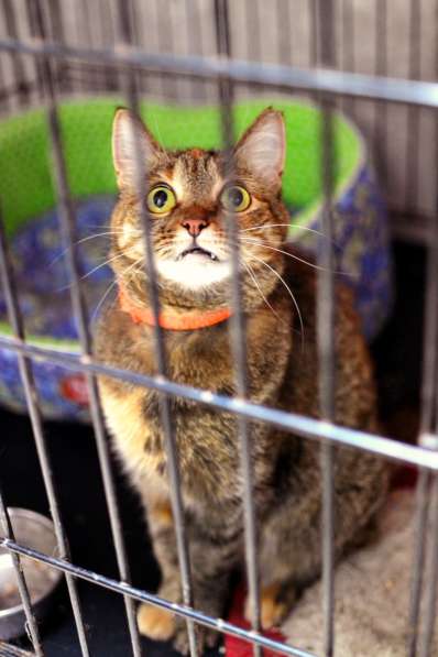 Чудесная Вербена ищет надежного друга в Москве