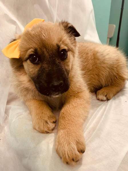 Лисички-сестрички! Рыженькие девочки ищут свои семьи! в Москве фото 9