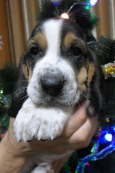 Щенки Бассет-хаунд в Армавире фото 49