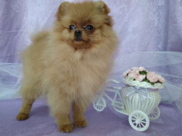 Зоосалон Эверест в Балашихе фото 5