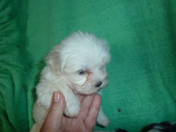 Элитные собачки в Балаково фото 26