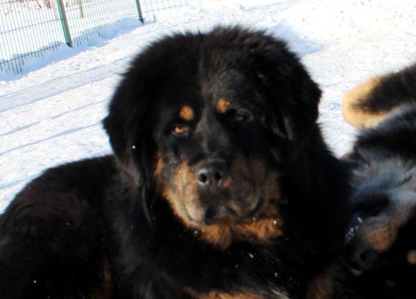 Тибетский мастиф - лучший страж на территории в Москве фото 131