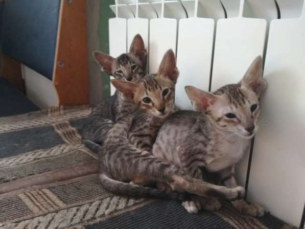 Ориентальные котята в фото 14