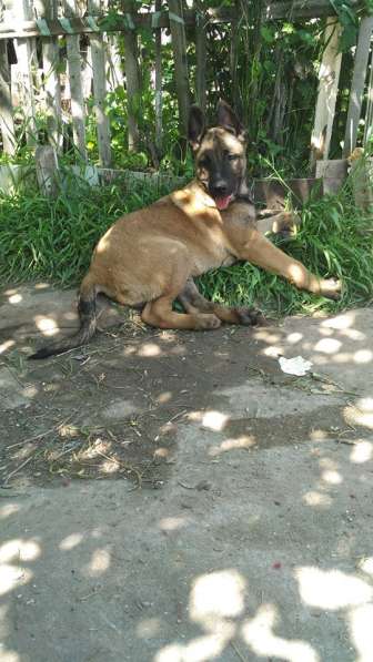 Puppies Malinois в фото 6