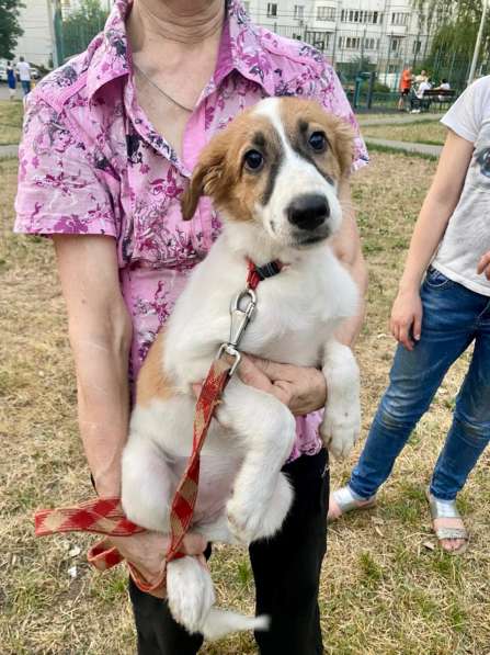 Улыбчивая, веселая щенок Ника ищет дом в Москве фото 5