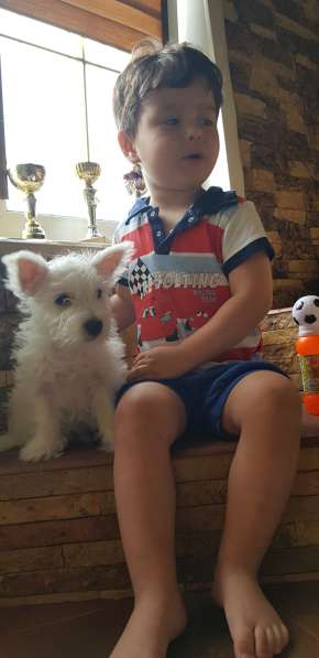 Очаровательные детки Вест Хайленд Вайт Терьер в Москве фото 3